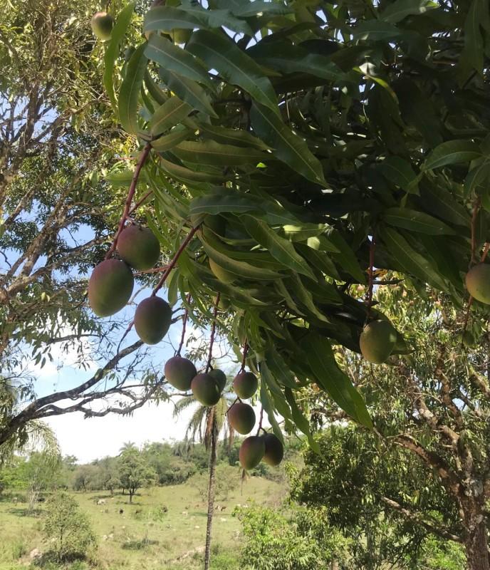 Loteamento e Condomínio, 25 hectares - Foto 11