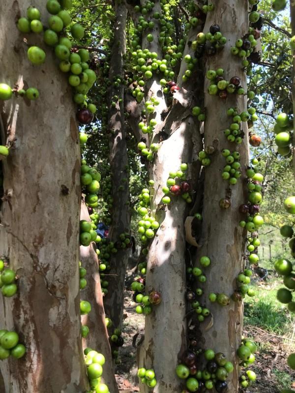 Loteamento e Condomínio, 25 hectares - Foto 13