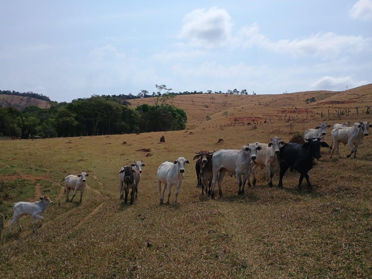Fazenda, 42 hectares - Foto 11