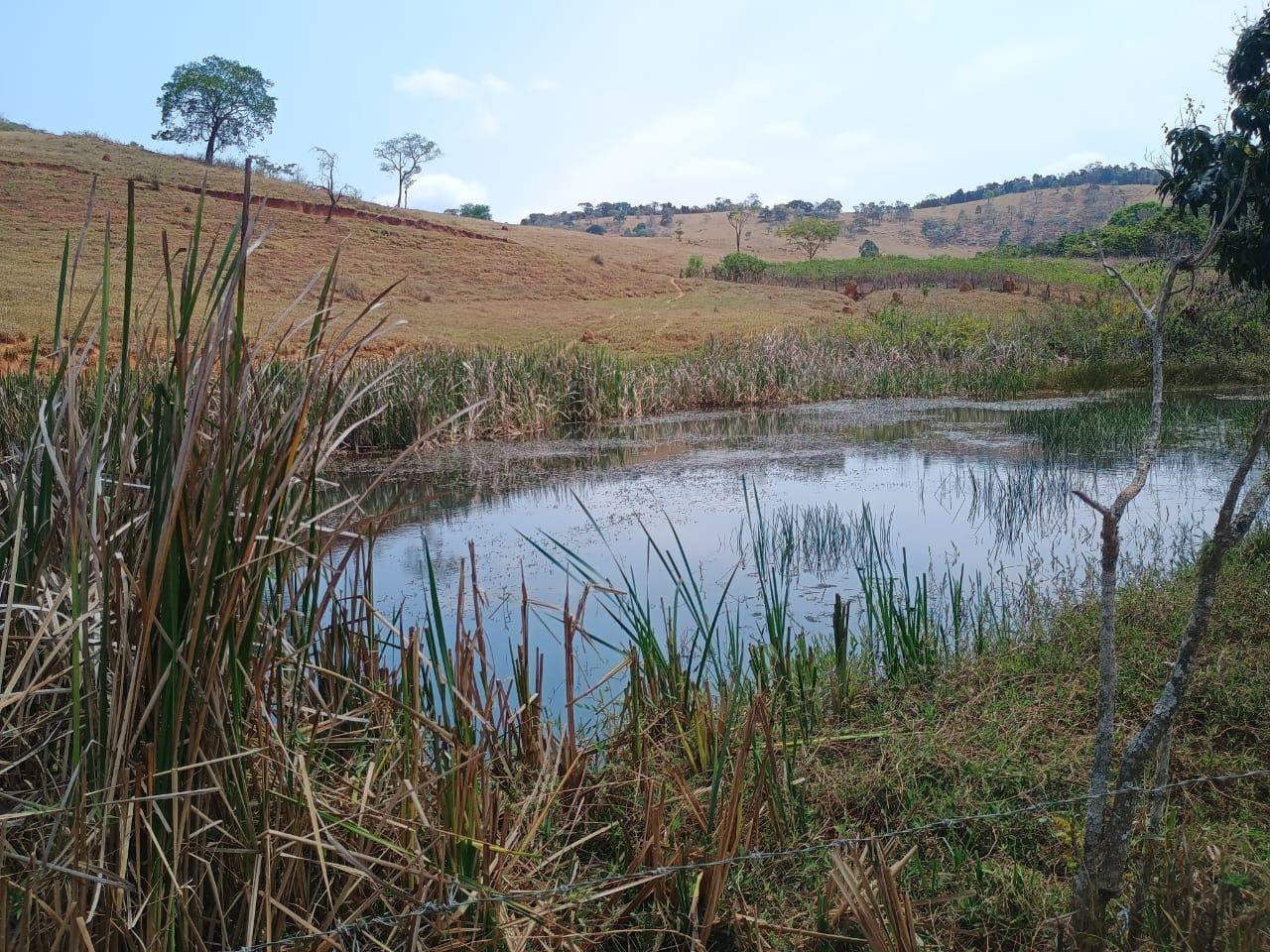 Fazenda, 42 hectares - Foto 6