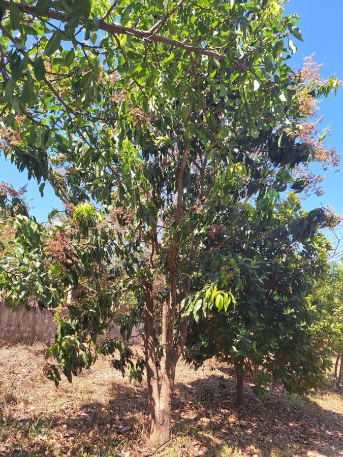 Fazenda, 11 hectares - Foto 20