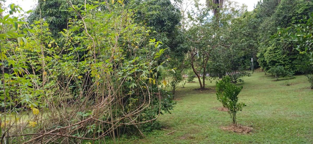 Sítio, 3 quartos, 2 hectares - Foto 12