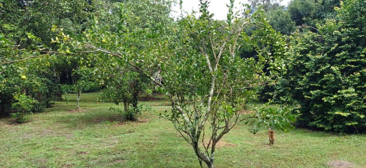 Sítio, 3 quartos, 2 hectares - Foto 16
