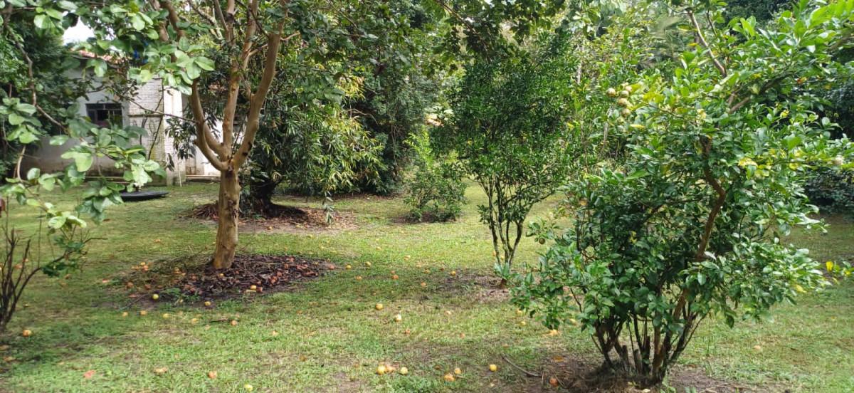 Sítio, 3 quartos, 2 hectares - Foto 17