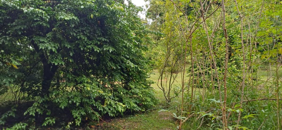 Sítio, 3 quartos, 2 hectares - Foto 30