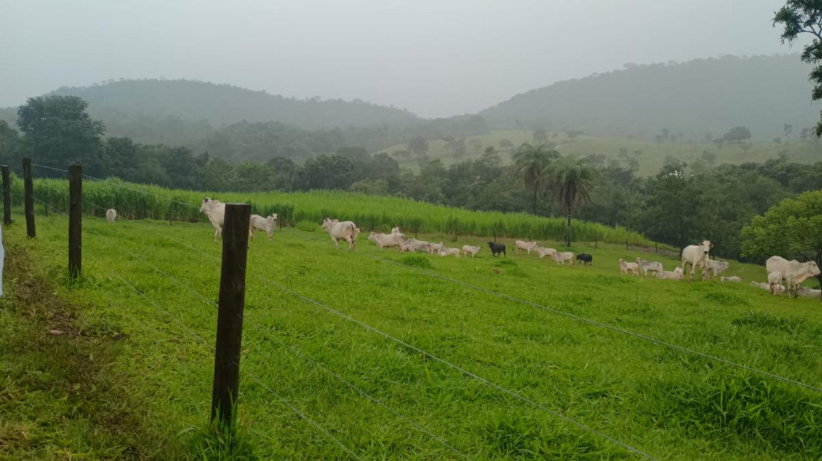 Fazenda, 19 hectares - Foto 35