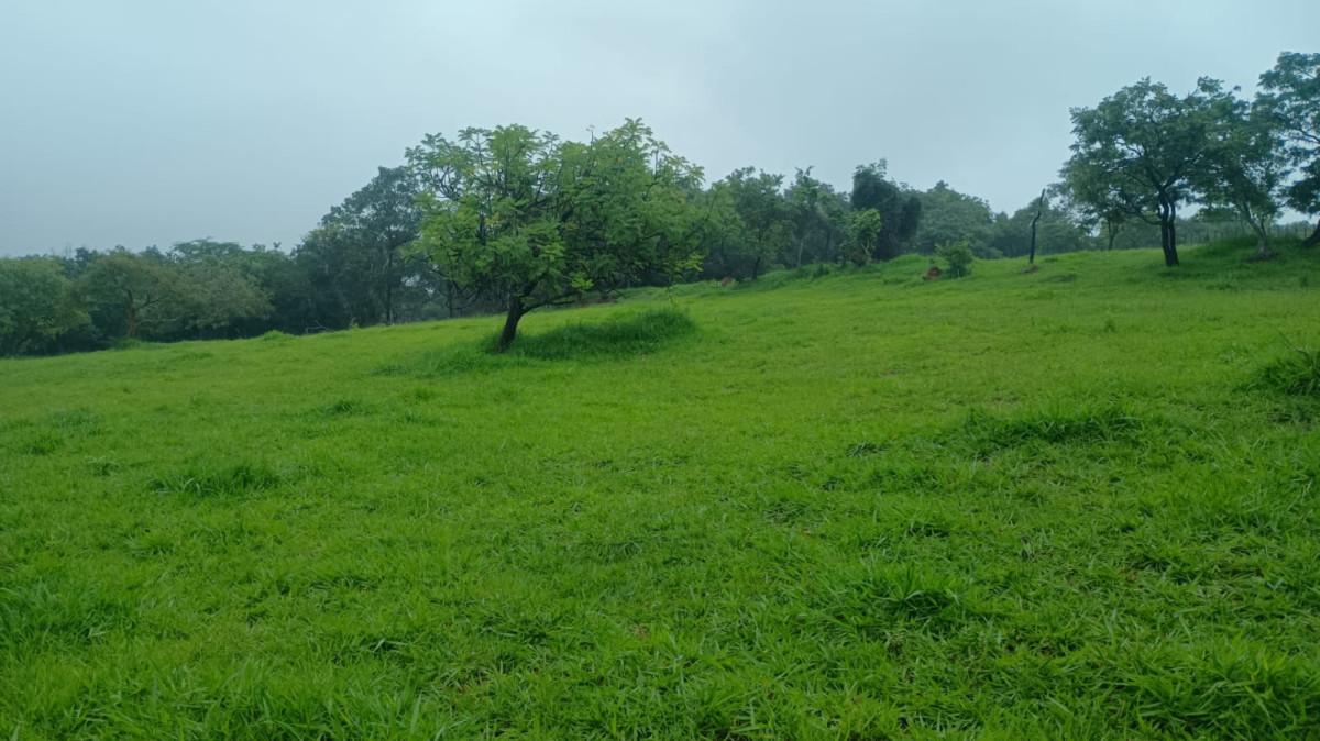 Fazenda, 19 hectares - Foto 38