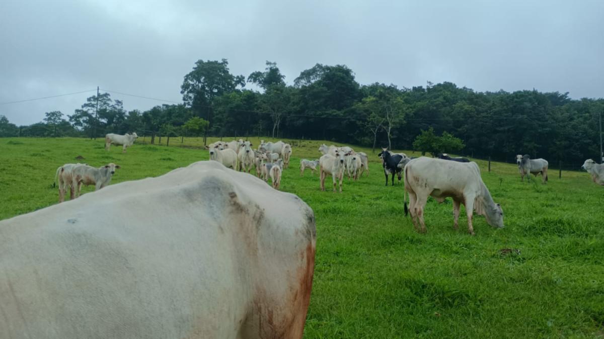 Fazenda, 19 hectares - Foto 43