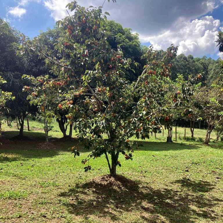 Fazenda, 53 hectares - Foto 11