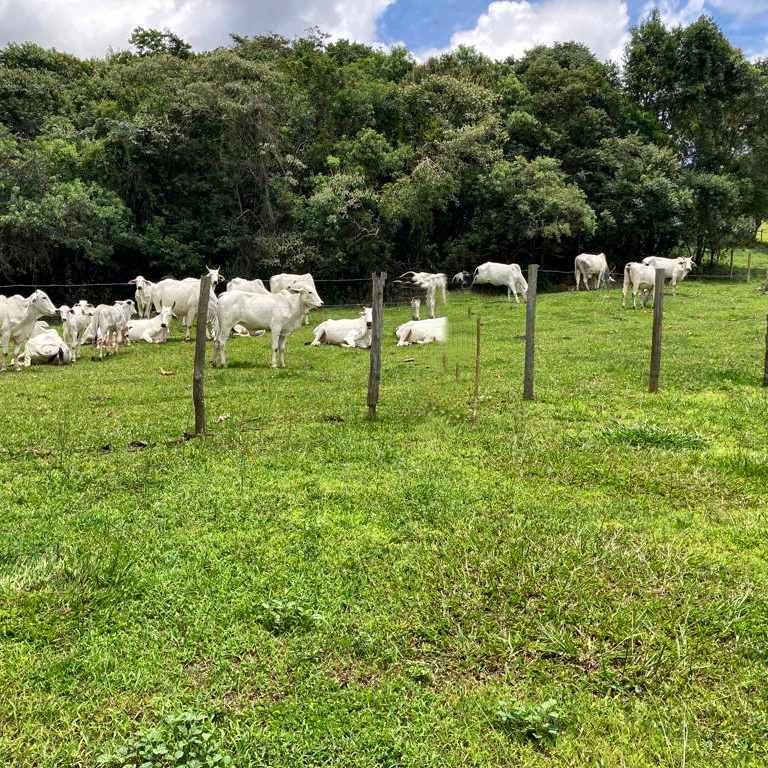 Fazenda, 53 hectares - Foto 13