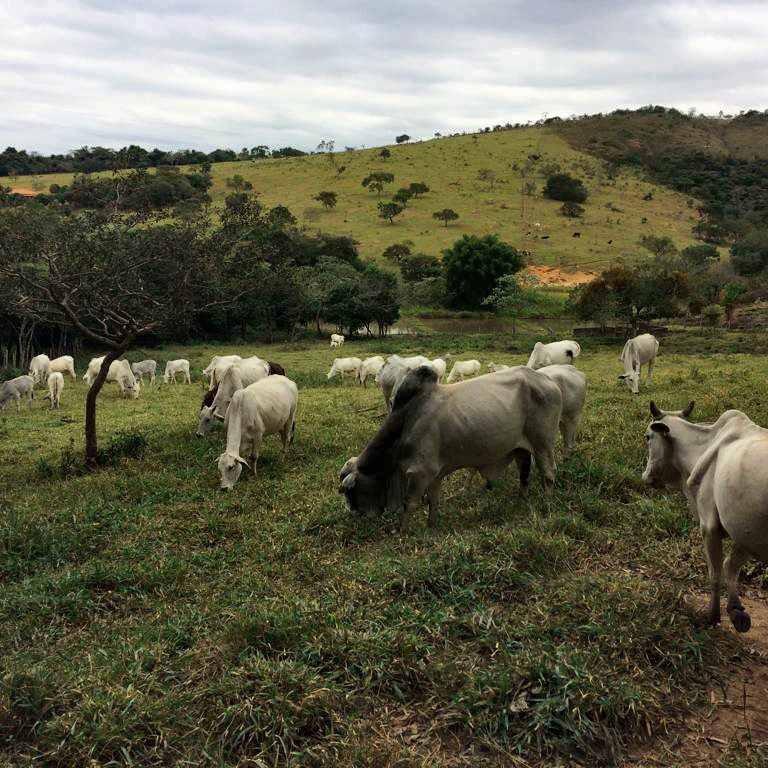 Fazenda, 53 hectares - Foto 22