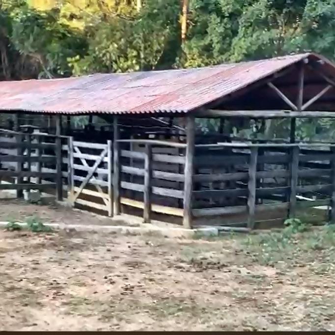Fazenda, 53 hectares - Foto 7