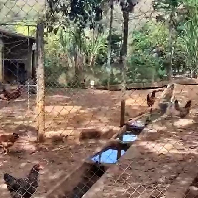 Fazenda, 53 hectares - Foto 8
