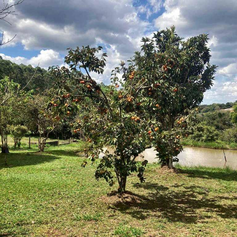 Fazenda, 53 hectares - Foto 9